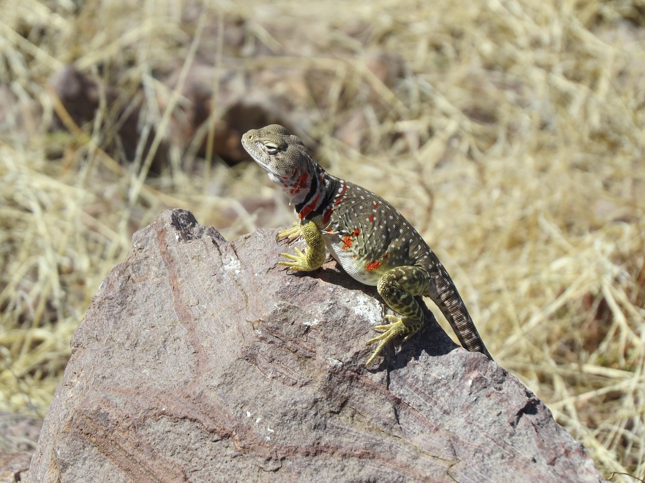 Lizard, reptile, colorful — Atomic Wallet: The Essential Tool for Crypto Enthusiasts