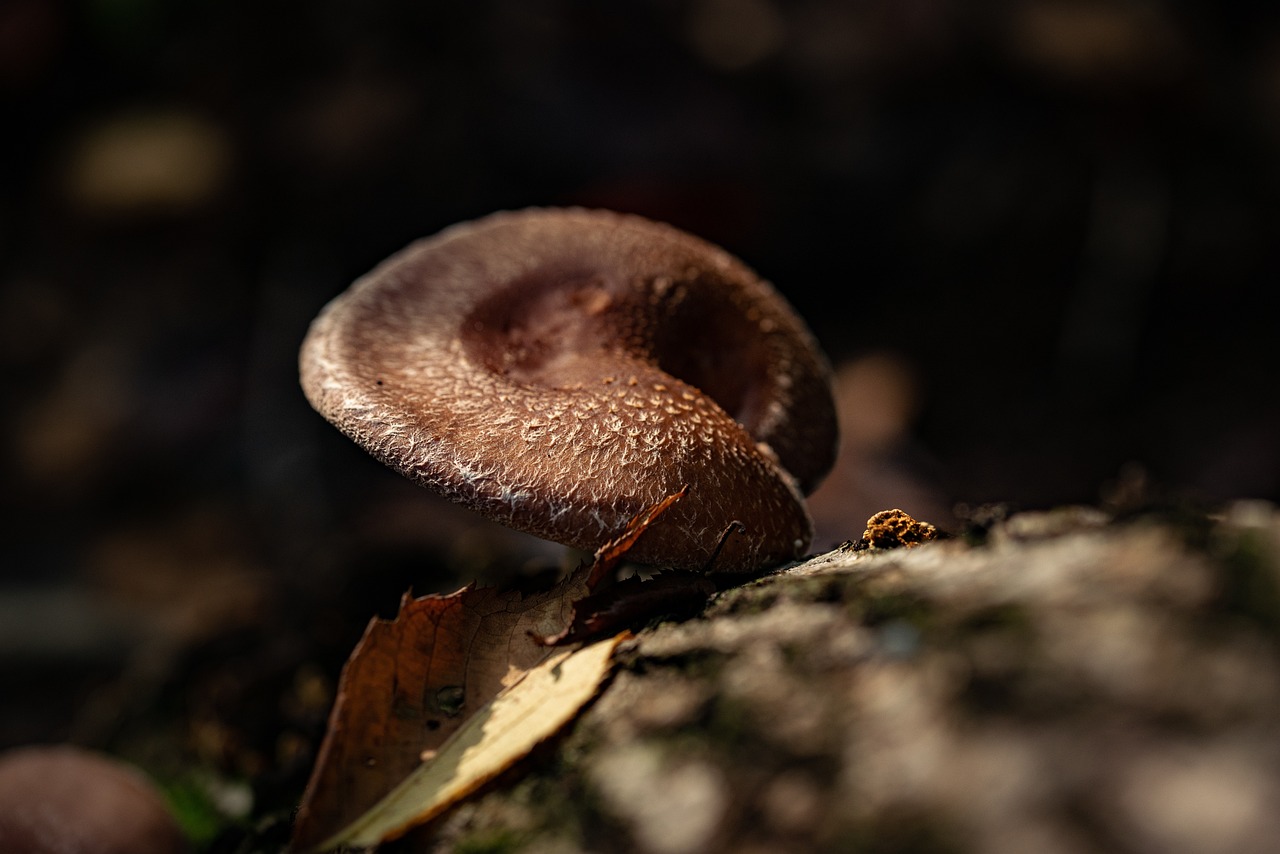 Mushroom, food, wild — Comprehensive guide for Amanita muscaria edibles