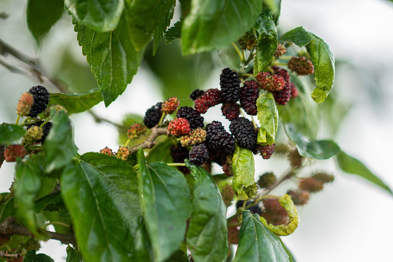 Mulberry fruit, spring, eat — De-Stress with Massage on the Go
