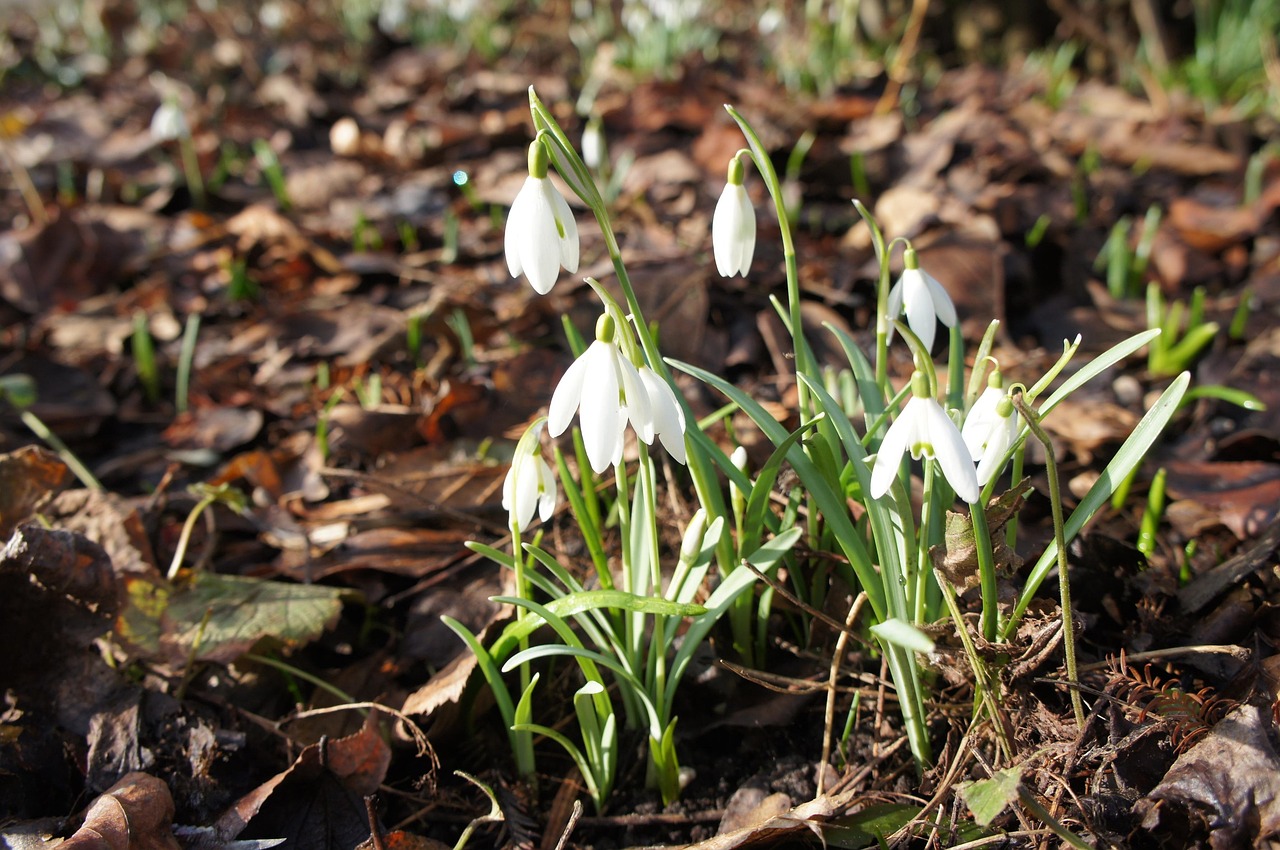 Spring flowers, new life, natural beauty — Discover the Benefits of Using Atomic Wallet for Crypto
