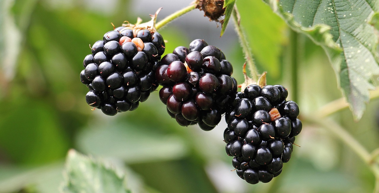 Blackberries, bramble, berries — "Discover the Best Disposable Vapes: Ultimate Guide to the Latest Disposable Vape Products"