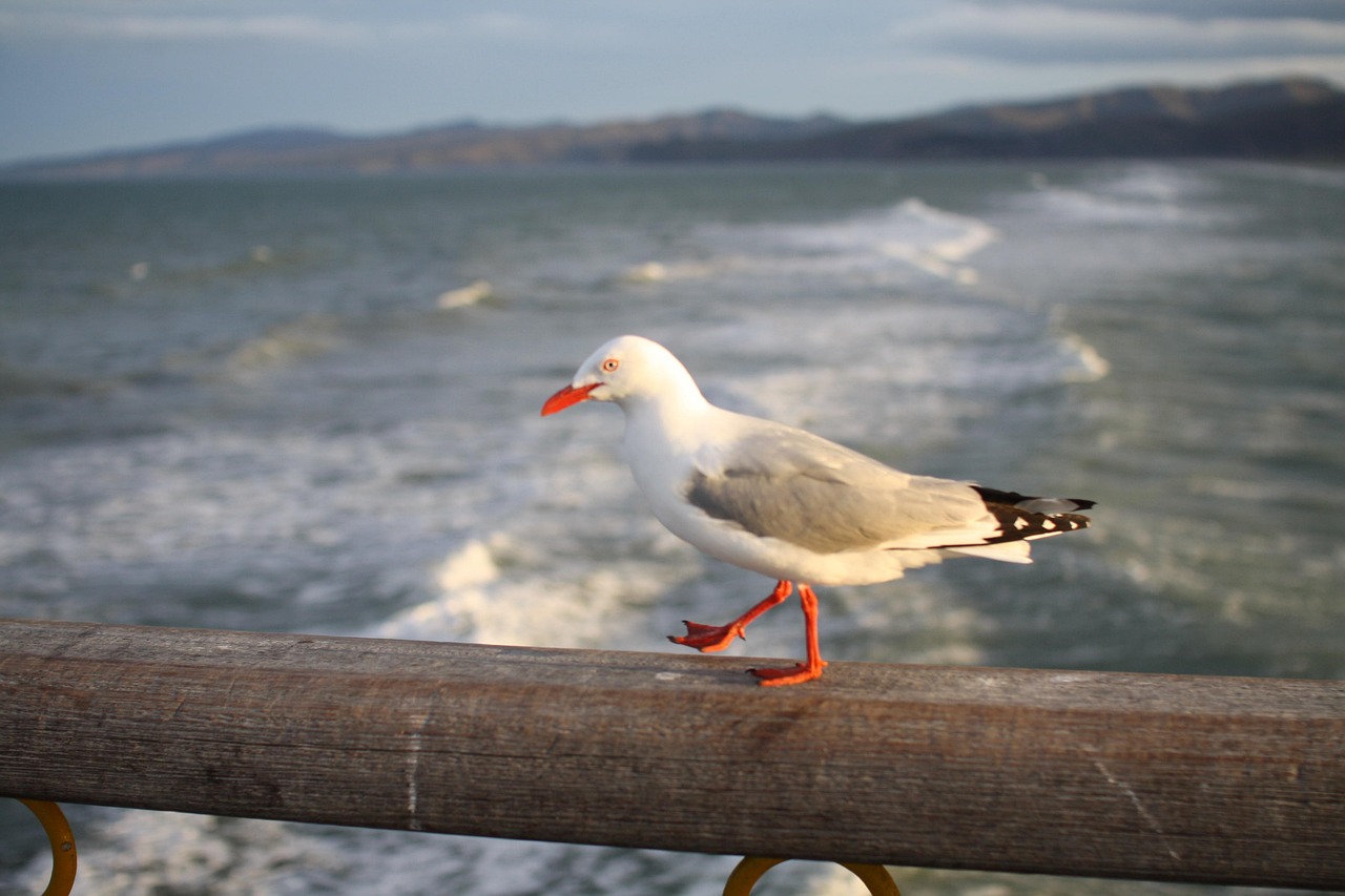 Seagull, bridge, ocean — Experience Seamless Crypto Management with Ledger Live