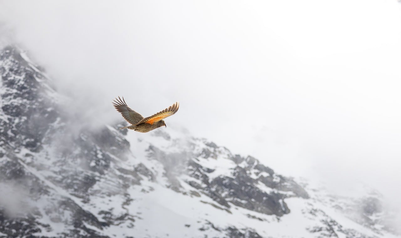 Bird, mountain, kea — Experience Seamless Crypto Management with Ledger Live