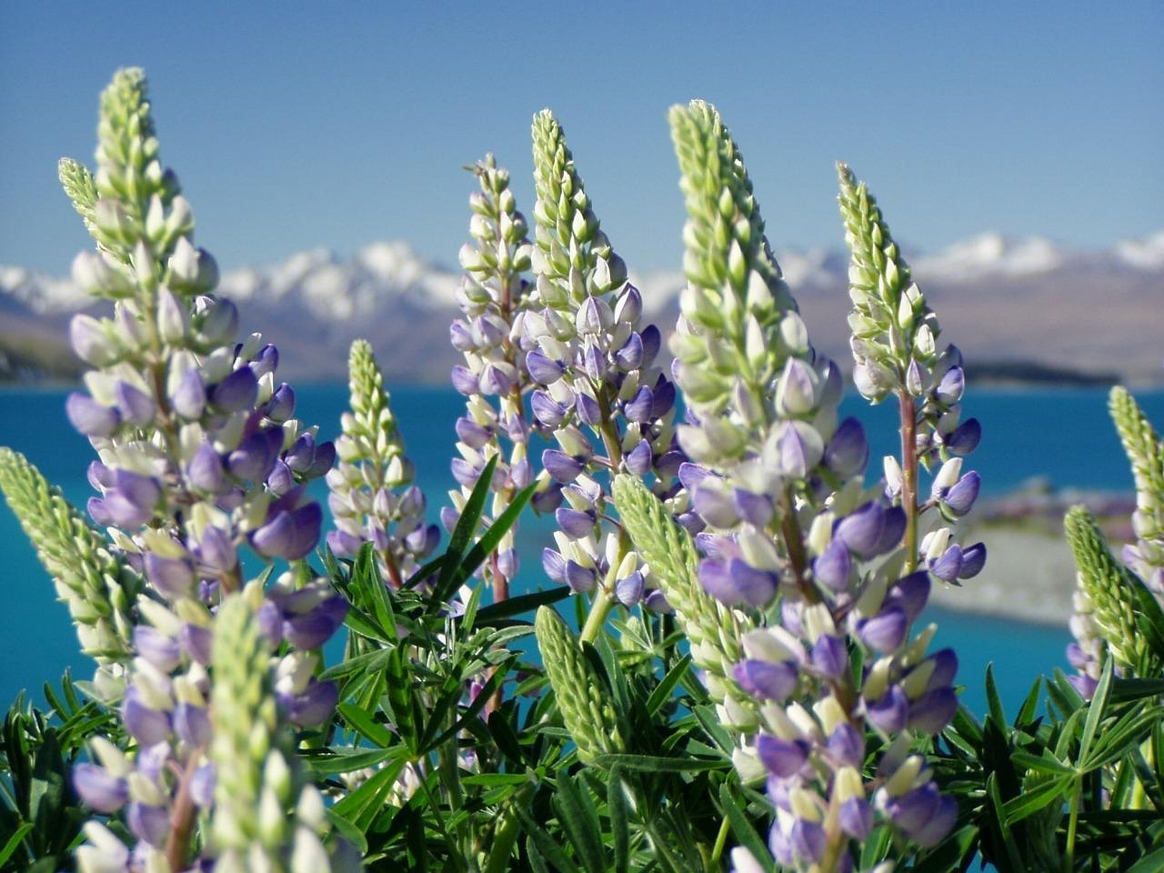 Lupinias, nature, new zealand — Experience Seamless Integration with Ledger Live Today
