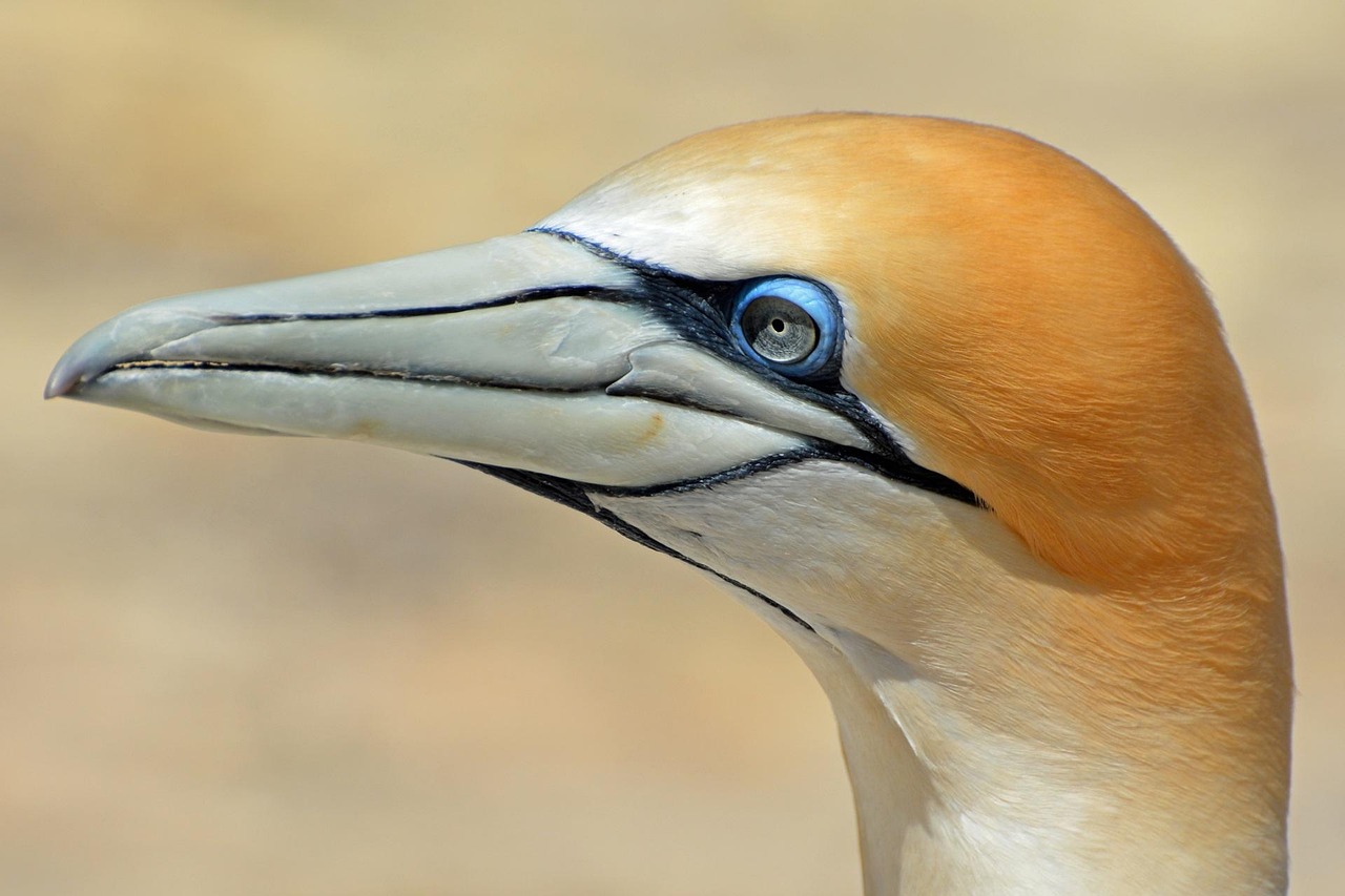Northern gannet, bird, animal — Experience Seamless Management with Ledger Live