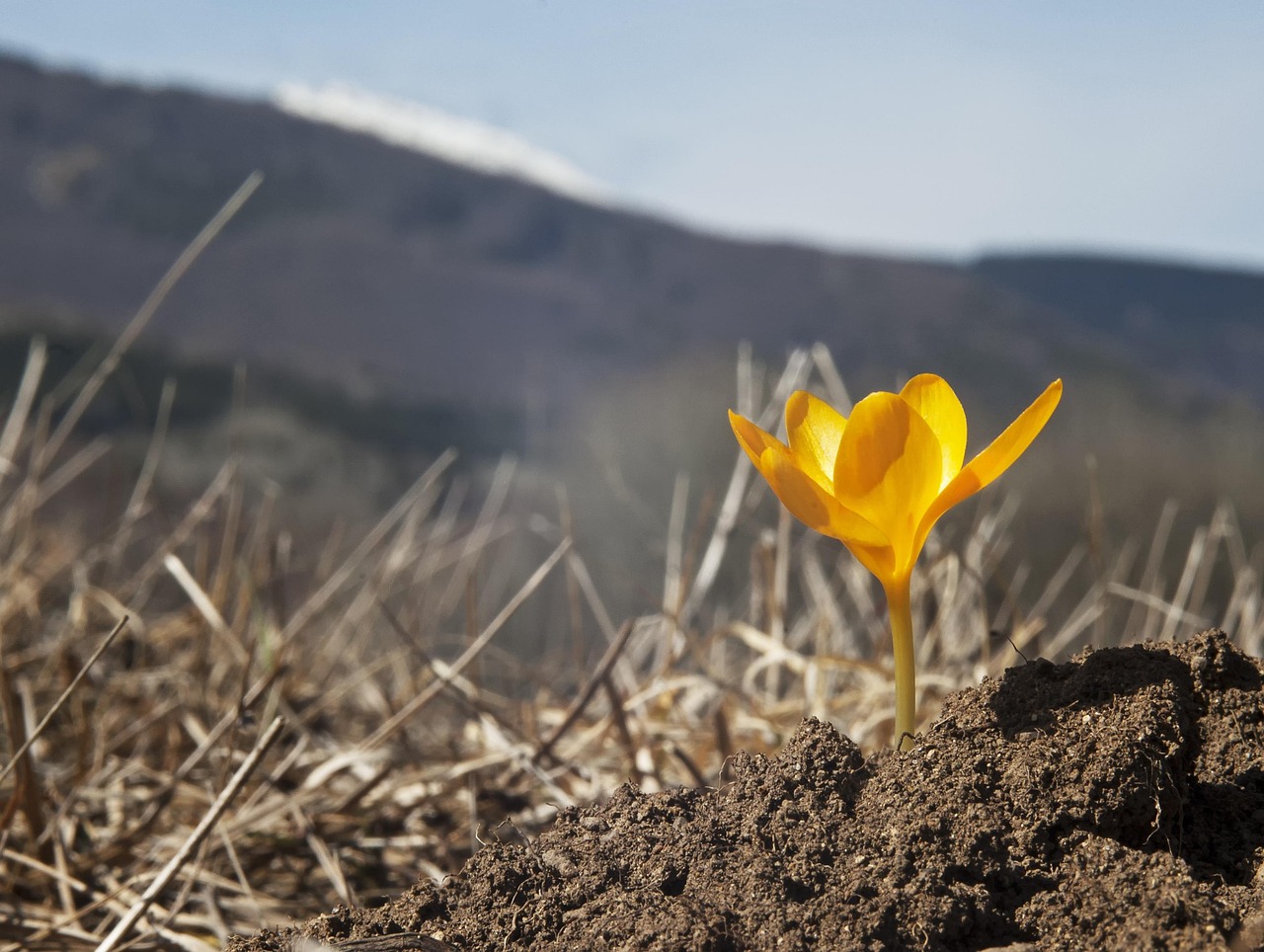 Spring flower, wild flower, first crocus — Experience the Best of Crypto with Ledger Live
