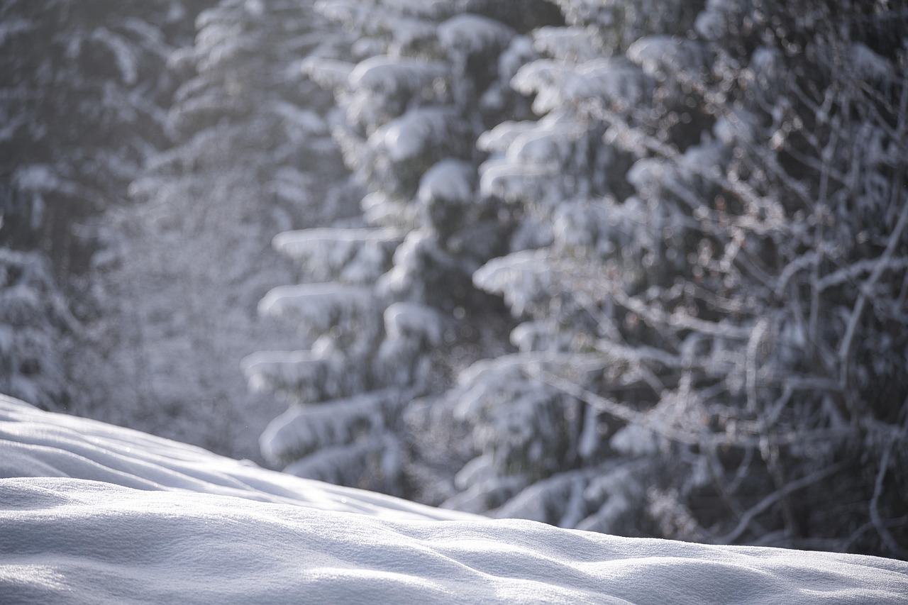 Snow, nature, winter — Experience the Best of Crypto with Ledger Live