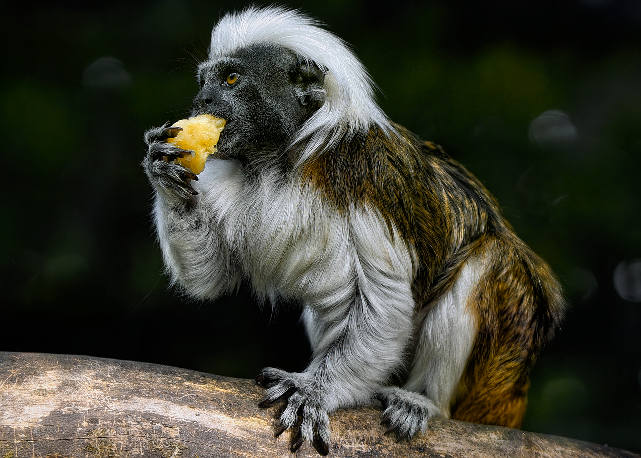 Tamarin, cotton-top tamarin, monkey — Experience the Freedom of Crypto with Ledger Live