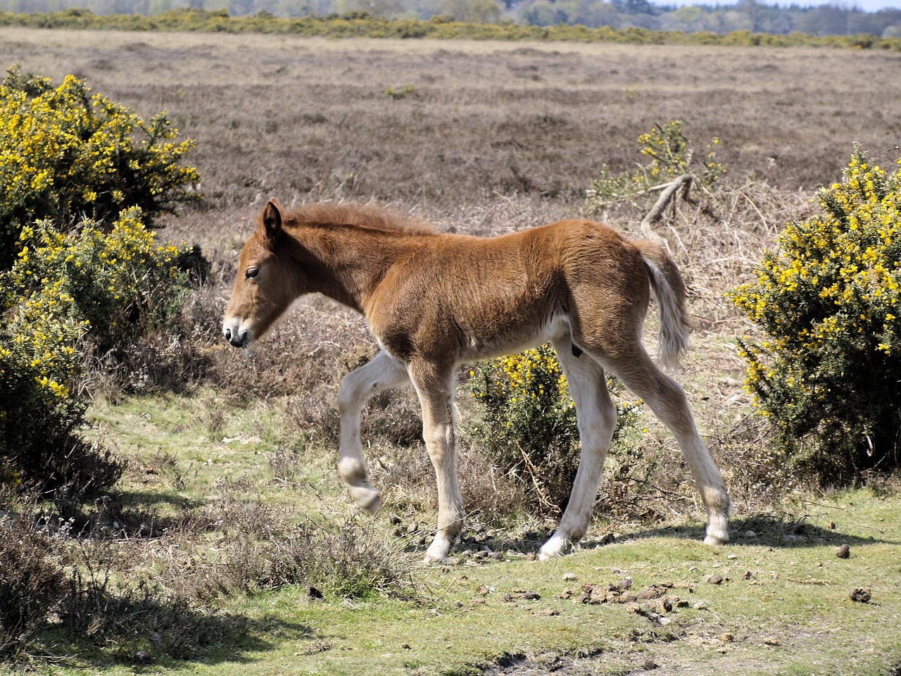 Foal, new forest pony, nature — Experience the Full Potential of Ledger Live Wallet