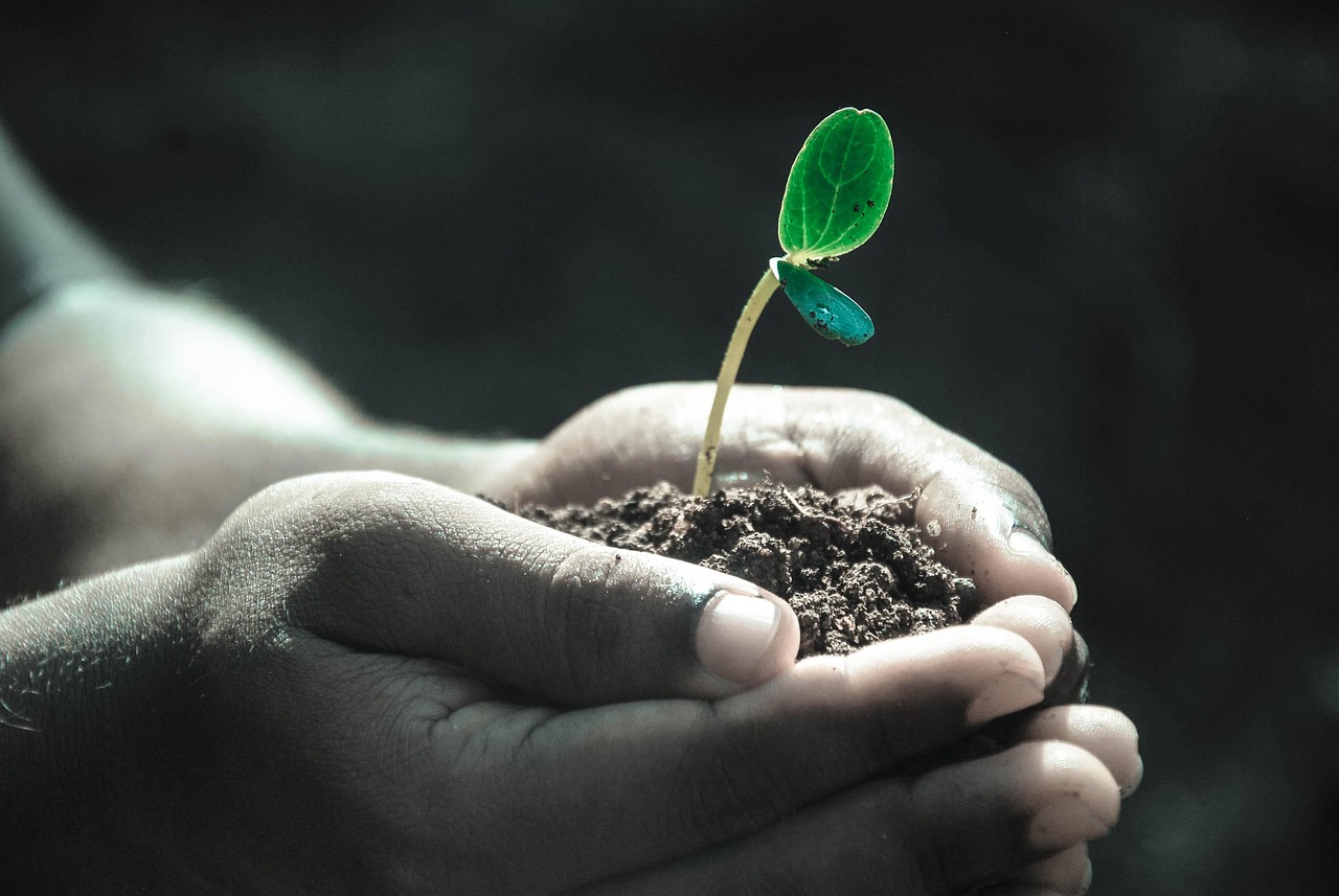 Hands, macro, plant — Experience the Future of Crypto Management with Ledger Live