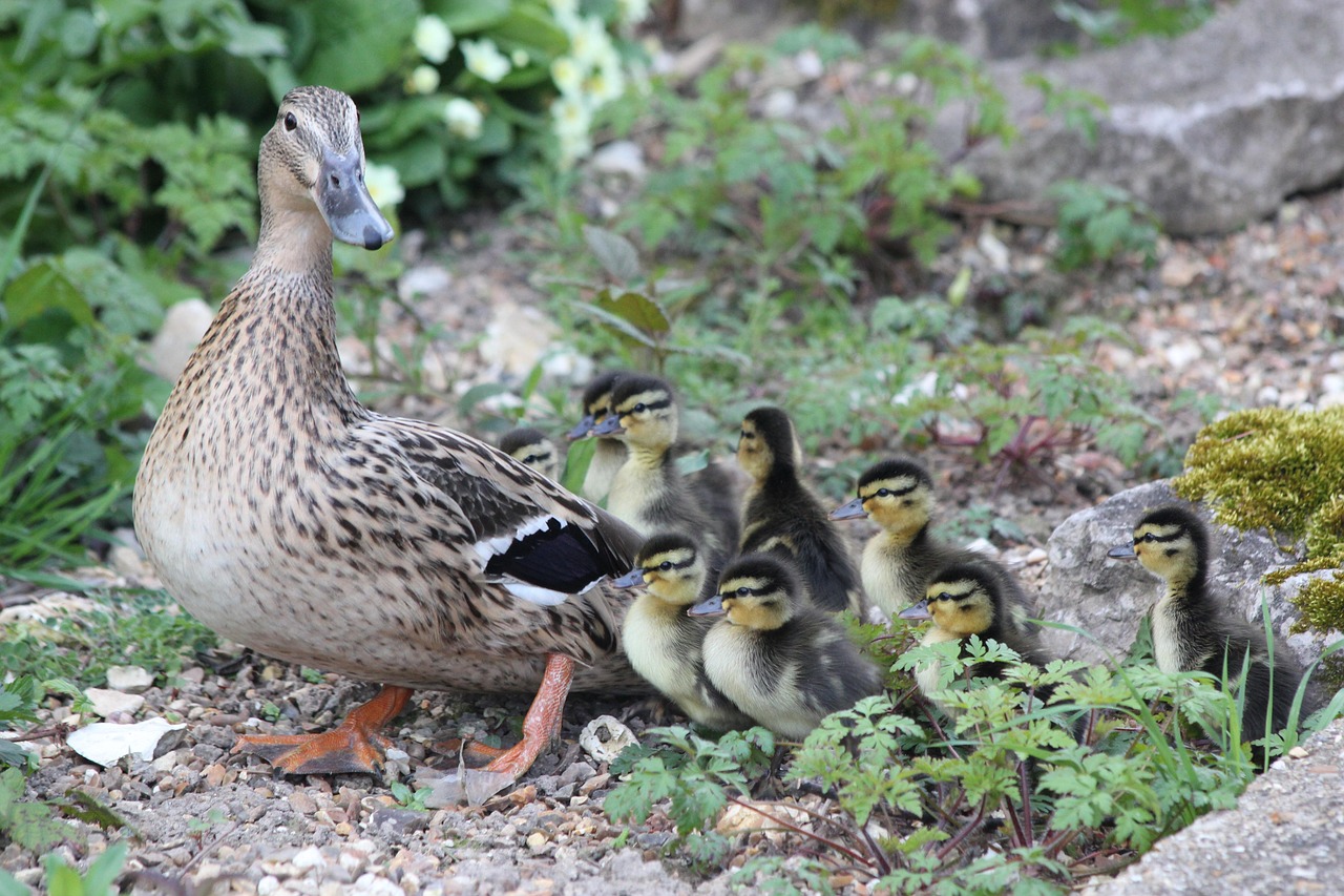 Mamma, ducklings, birds — Experience the Future of Crypto with Ledger Live