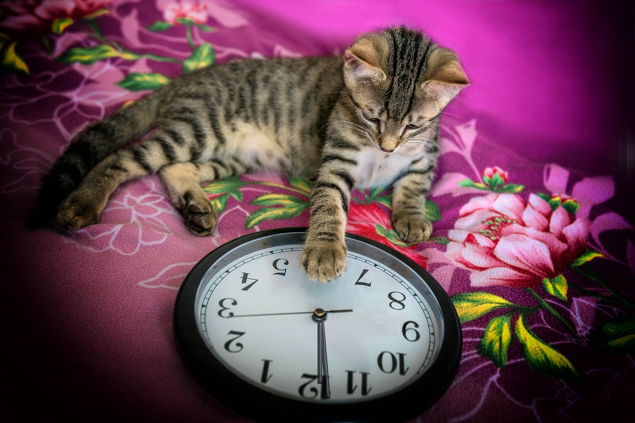 Sylvester, clock, animal — How Bscscan Empowers Effective Crypto Trading