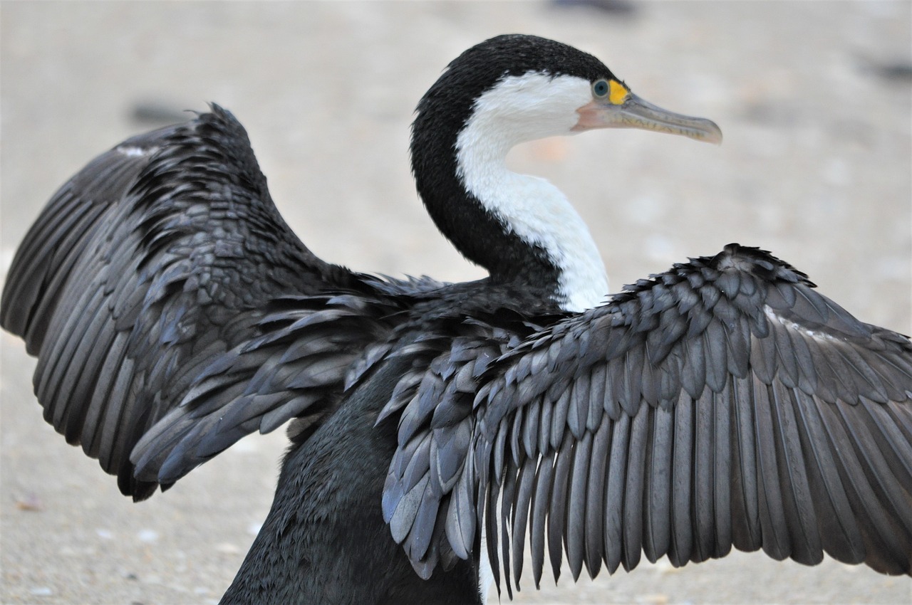 New, zealand pied, cormorant — How Bscscan Empowers Traders with Key Blockchain Insights