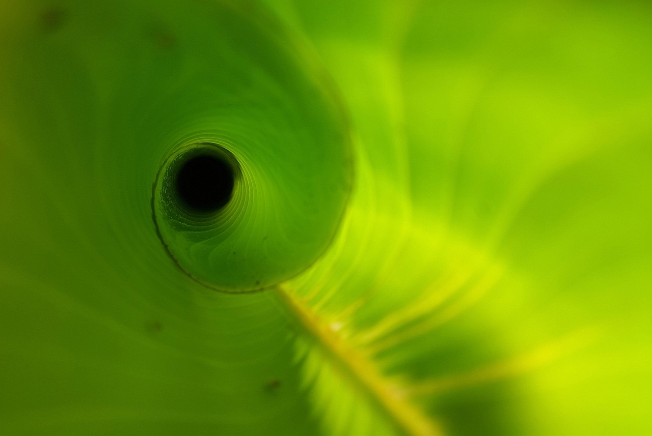 Heliconia leaf, unfurling, new — How Bscscan Enhances Your Binance Smart Chain Experience