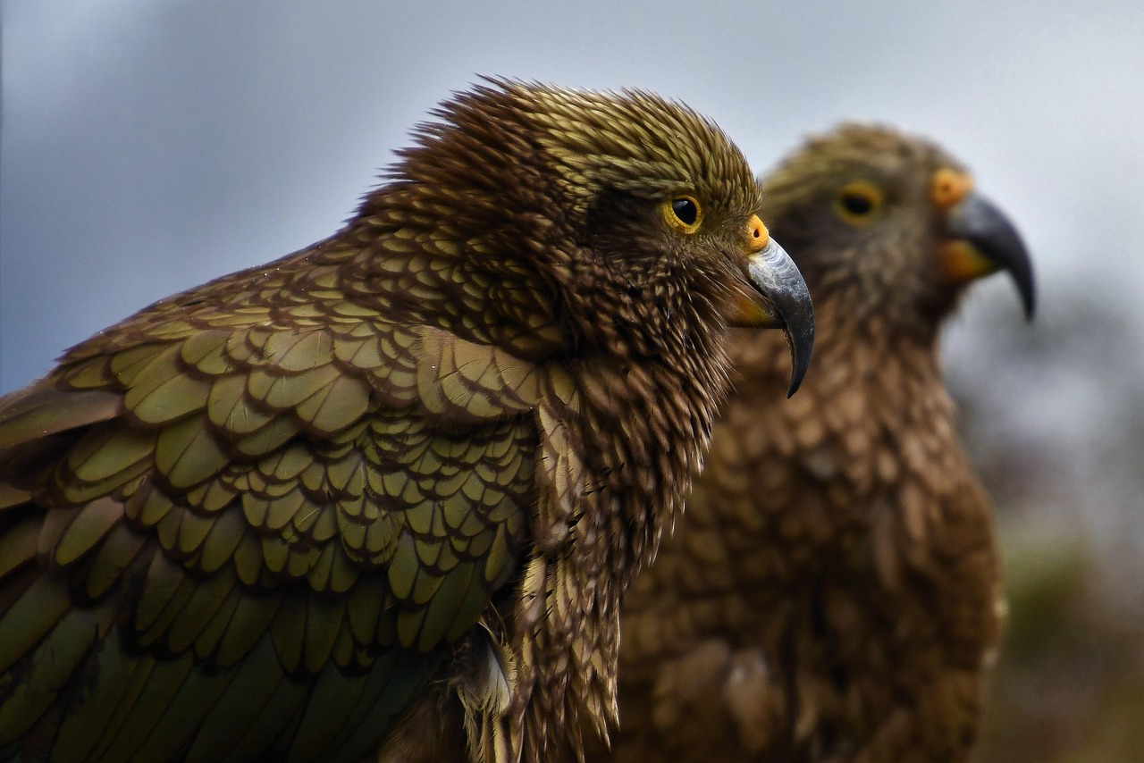 Bird, animal, mountain parrot — How Bscscan Revolutionizes Blockchain Transparency
