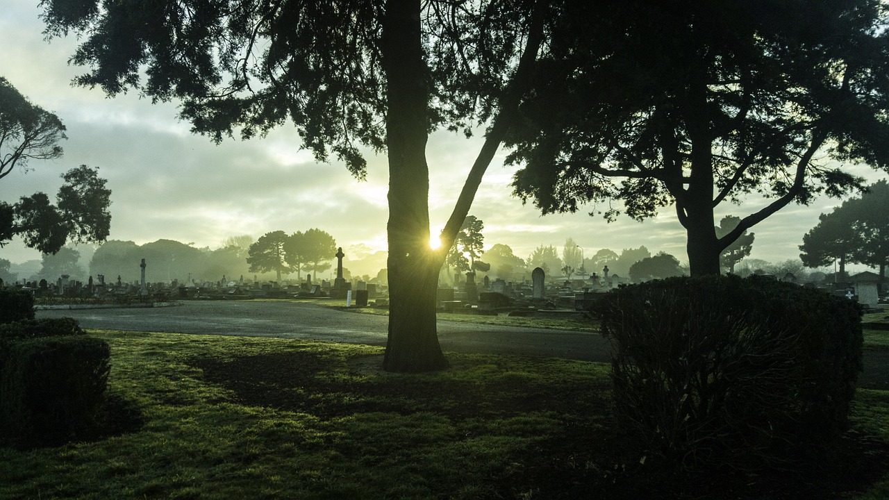 New zealand, tree, cemetry — How Bscscan Revolutionizes Cryptocurrency Tracking