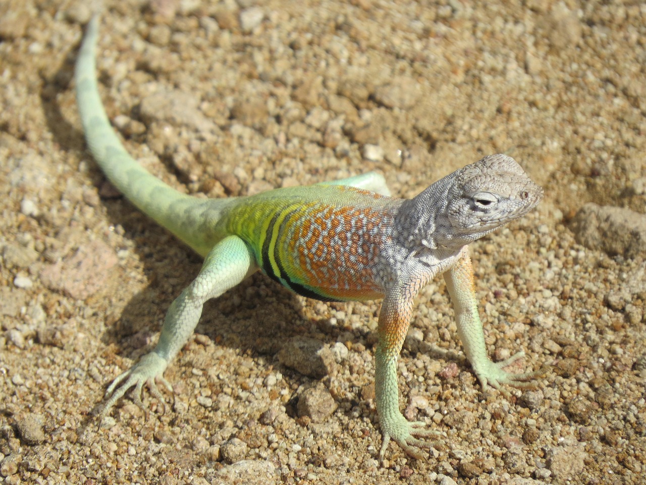 Reptile, lizard, colorful — How Bscscan Simplifies Blockchain Transactions for Users