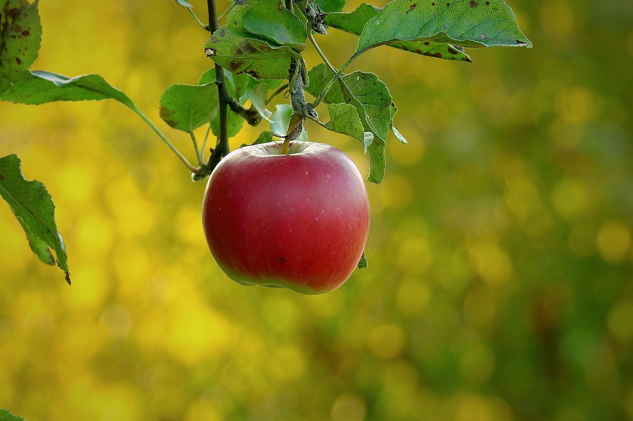 Apple, paradise fruit, health — Interventional Pain Solutions in Chico: Elevated Pain Management with Dr Zachary Lipman