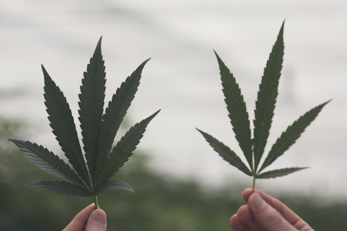 Low Priced Weeds When You Buy In Online dispensaries near me