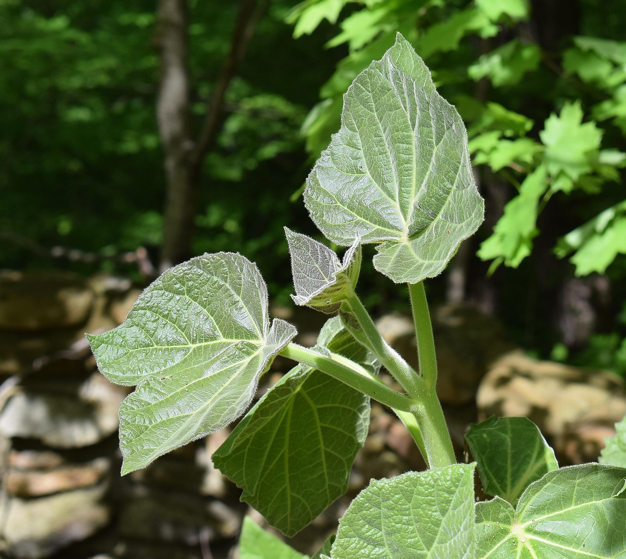 New paulownia leaves, princess tree, paulownia — Mastering the Art of Trading with Raydium Swap