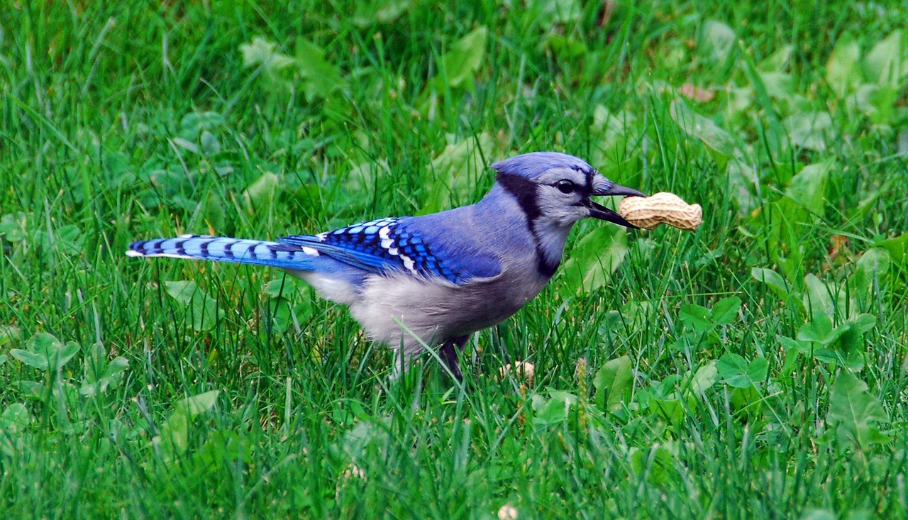 Bird, nature, bluejay — Mastering Your Trades with Raydium's Advanced Features