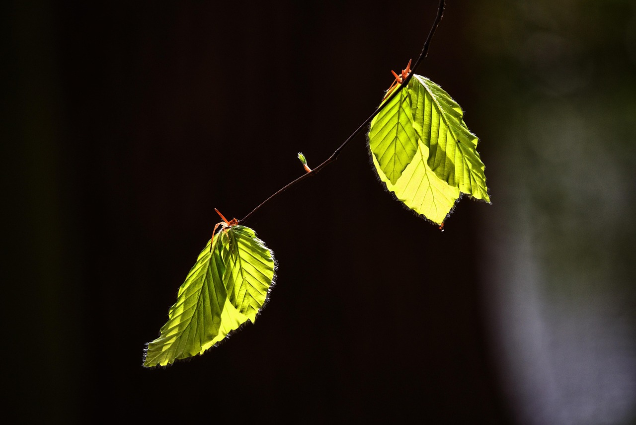 Leaf, foliage, twig — Maximize Your Crypto Swaps with Raydium Exchange