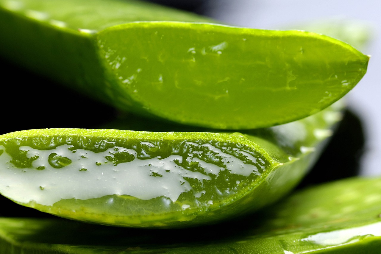 Aloe, aloe vera, nature — "Nuru Massage in London: A Holistic Approach to Wellness"
