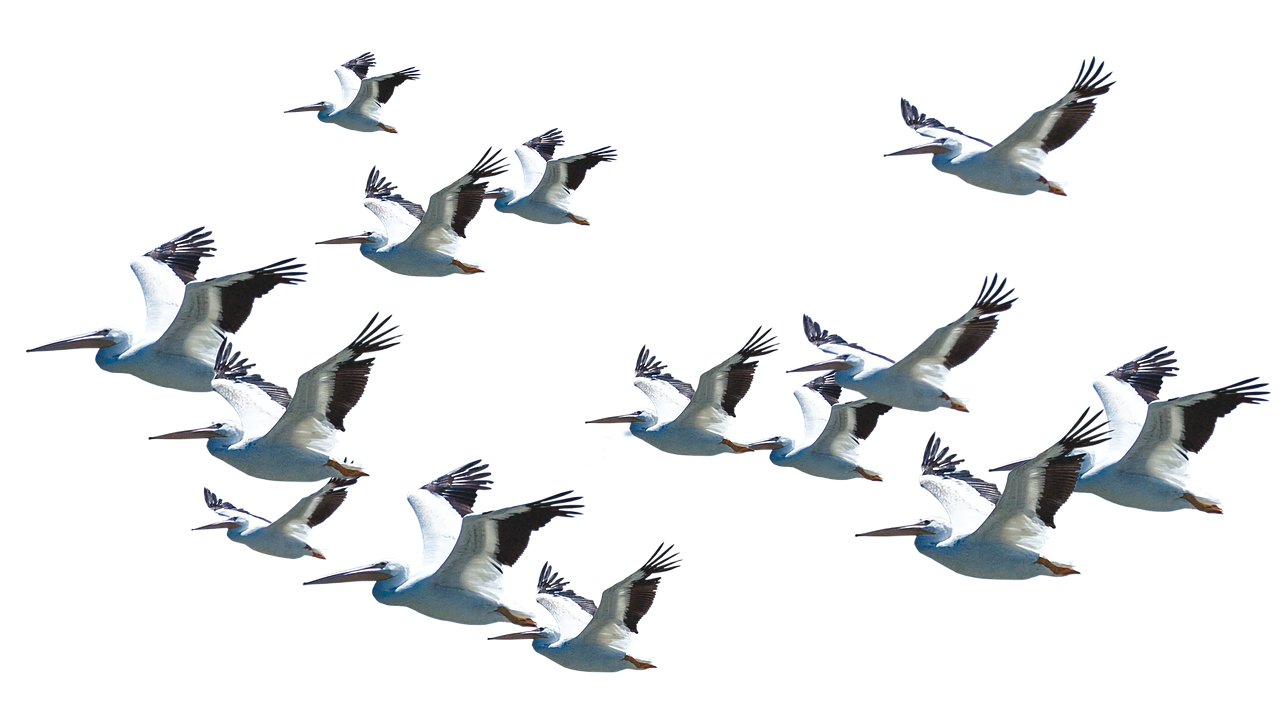 Nature, animal, new — Sikre online casinoer uden rofus for EU spillere 2026