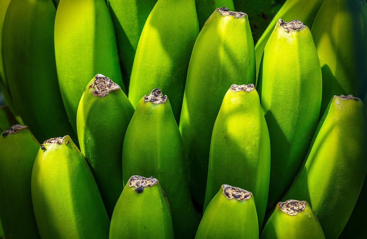 Banana tree, fruit, nourishment — Telehealth Consultations with Dr Hazem Afifi: Modernizing Access to Surgical Expertise