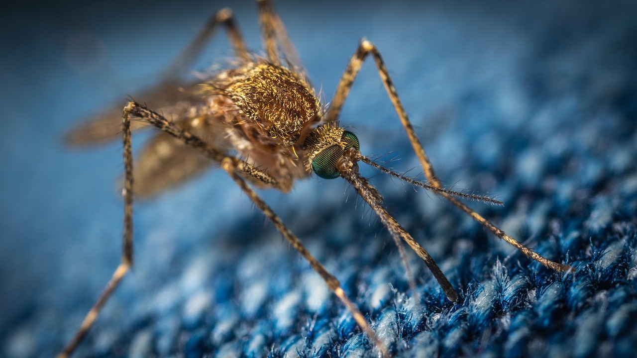 Mosquito, insect, bloodsucker — Termite Control Protecting Wooden Structures With Advanced Solutions