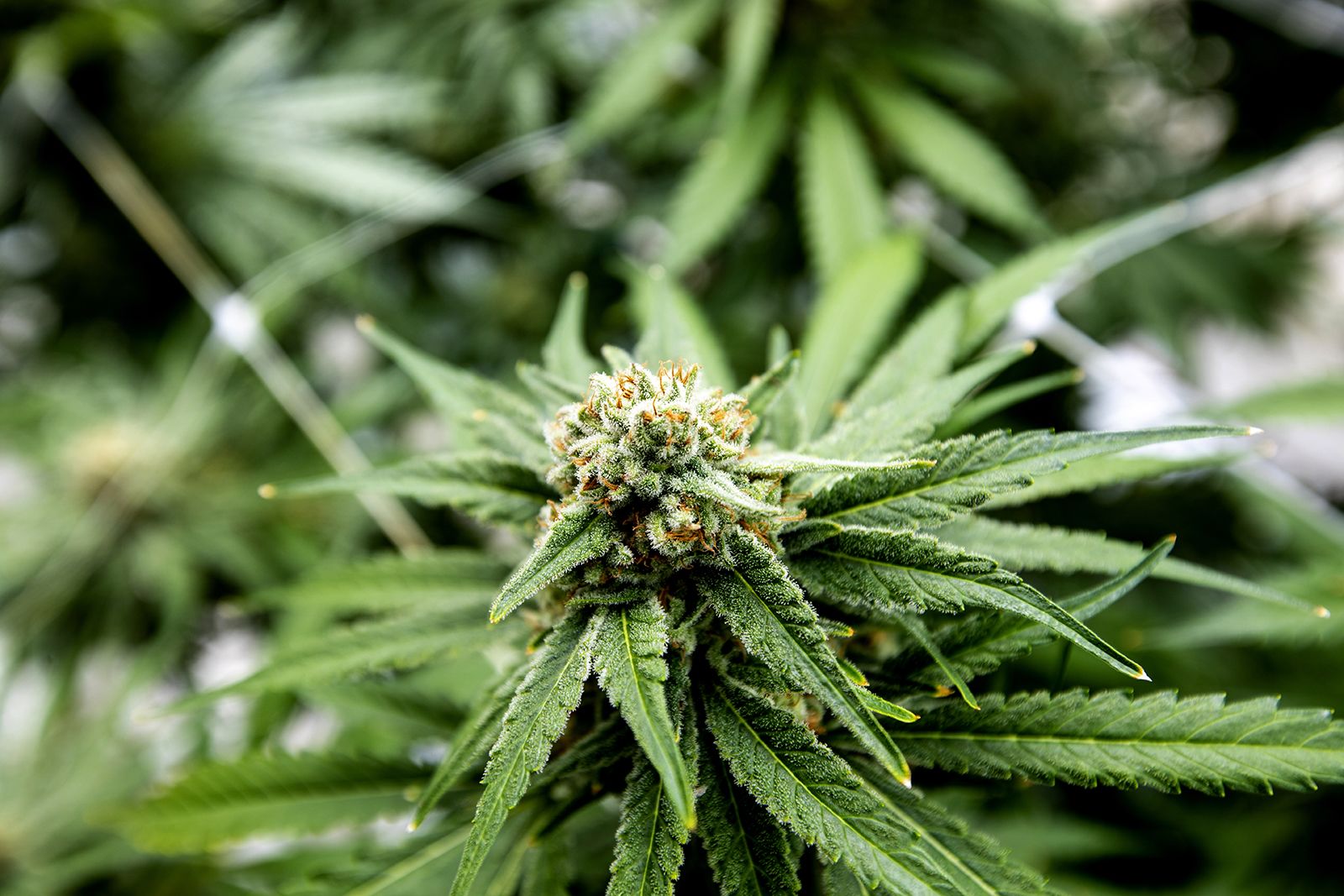 Things You Should Consider Before You Buy Weed