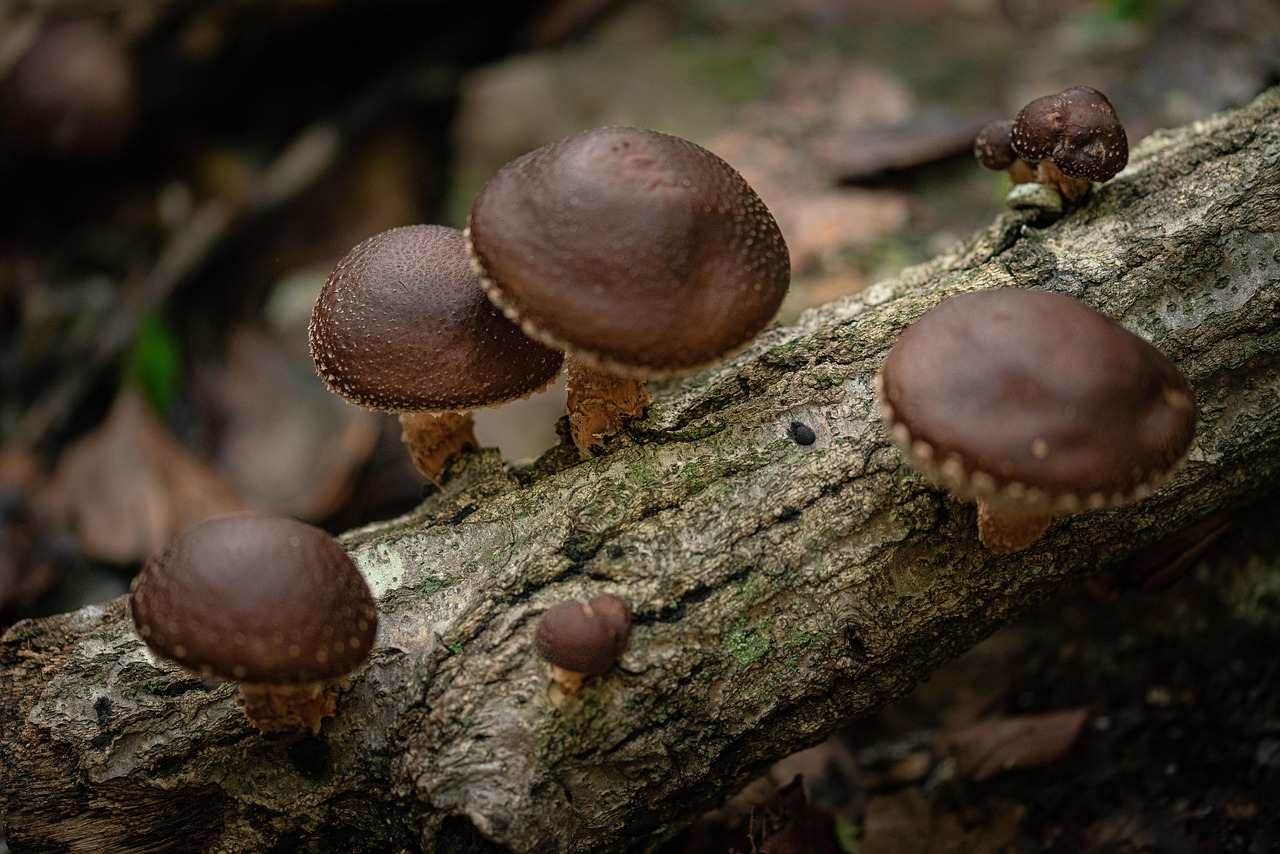 Wild shiitake mushroom, mountain, food — Trainwreck Kratom vs. Other Strains: Which One Is Right for You?