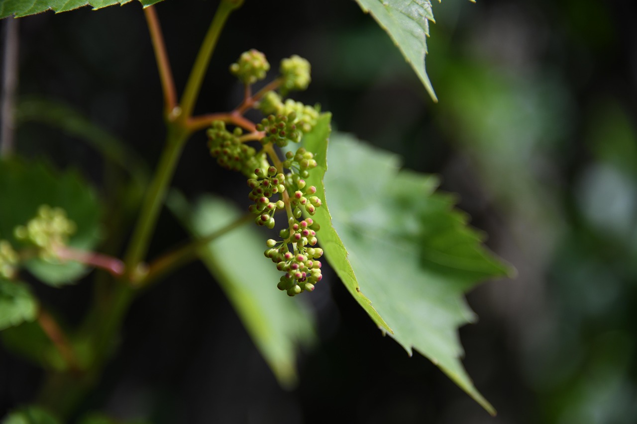 Vine, grape, unripe — Unleashing the Full Potential of Jupiter Swap