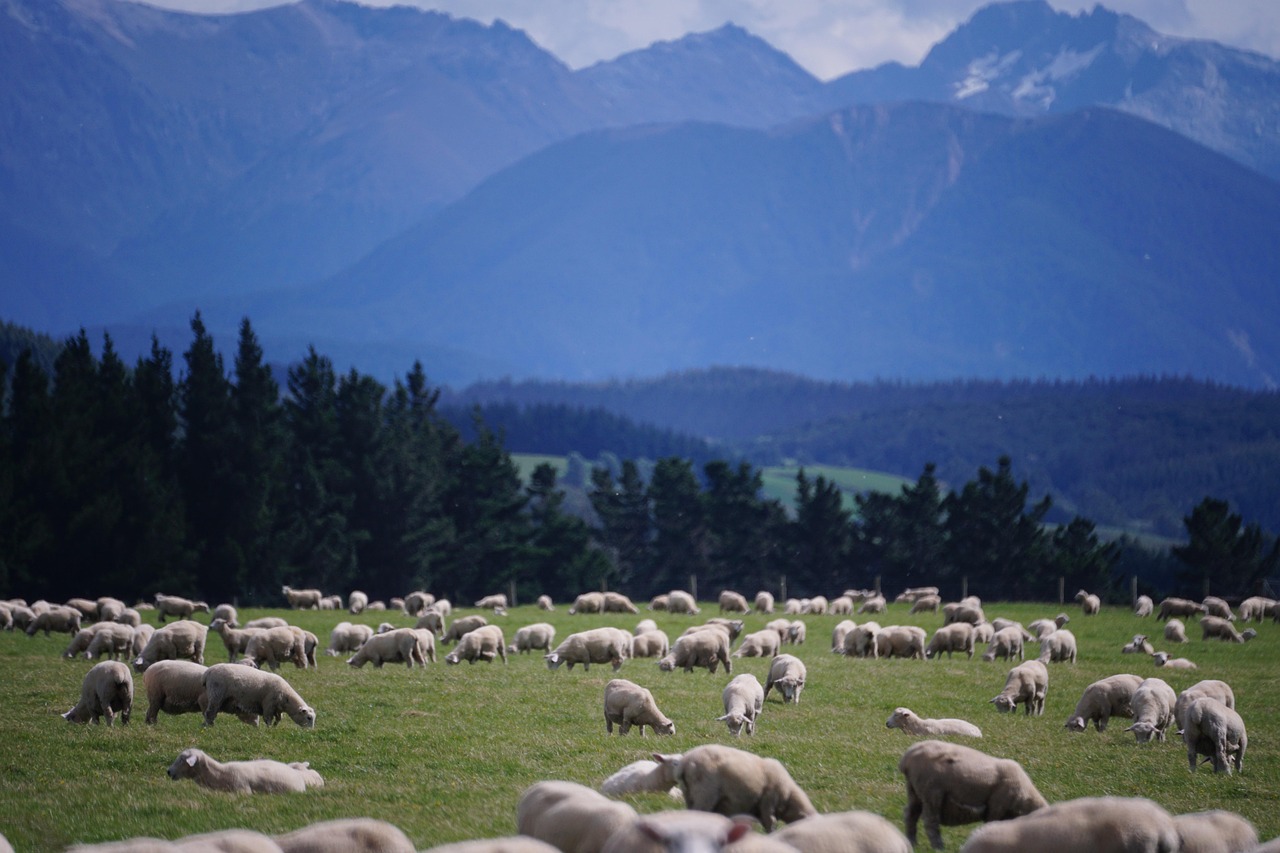 Sheep, new zealand, farm — Unleashing the Full Power of Jupiter Swap