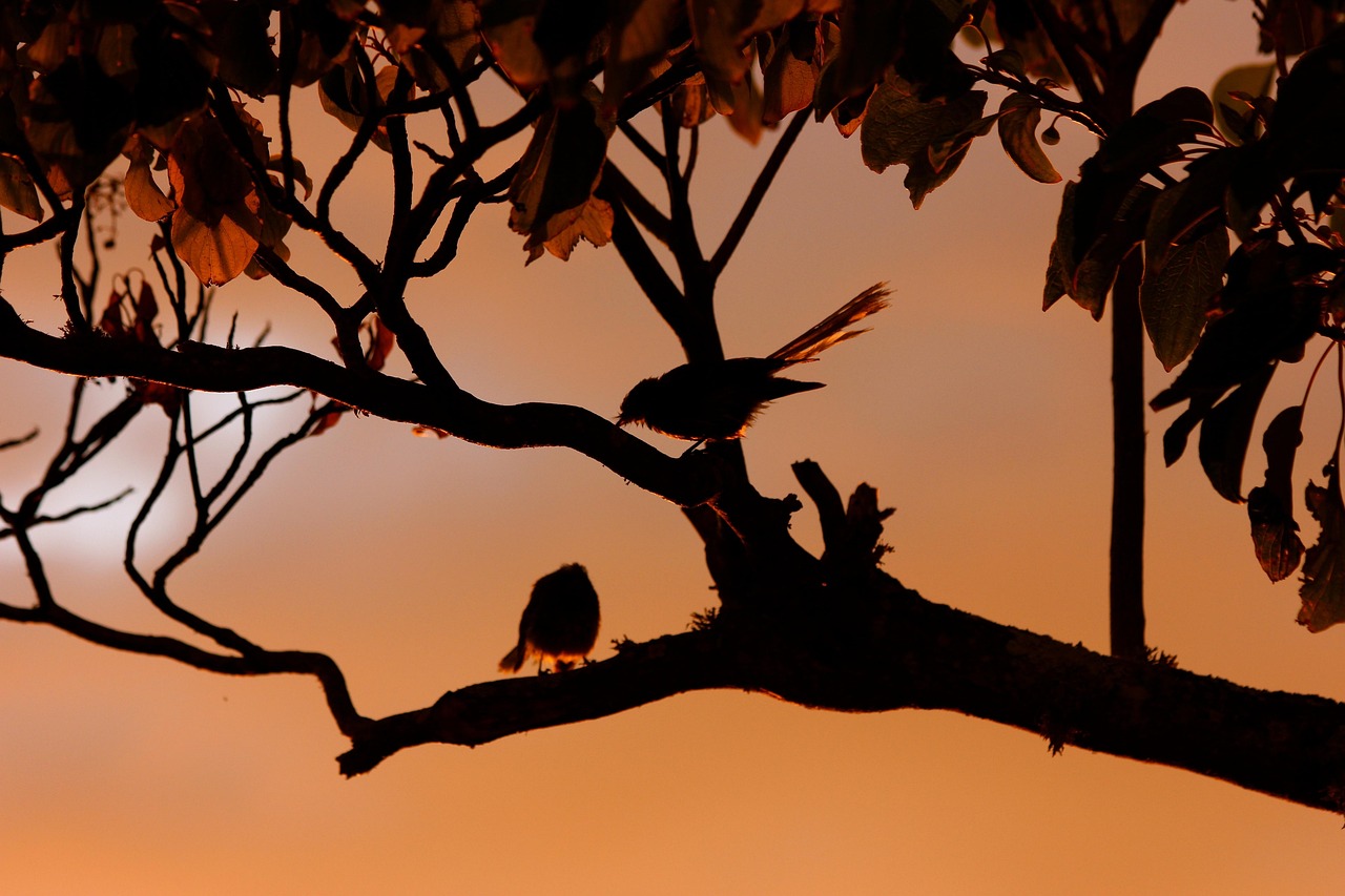 New zealand fantail, birds, silhouette — Unleashing the Power of Jupiter Swap for Crypto Traders