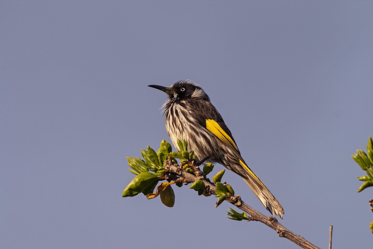 Bird, australian, nature — Unleashing the Power of Jupiter Swap for Crypto Traders