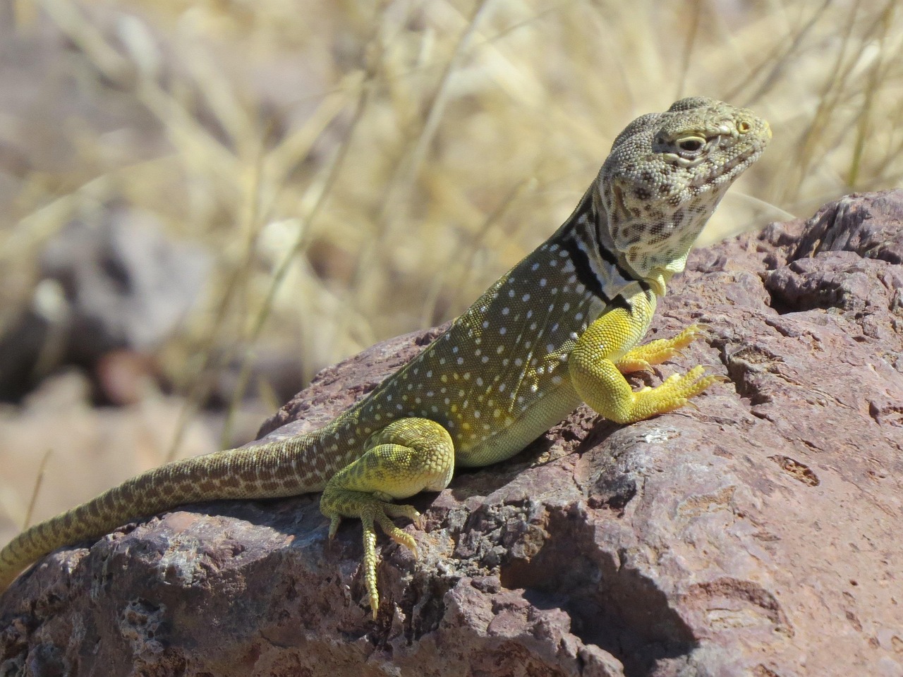 Reptile, lizard, wildlife — Unleashing the Power of Jupiter Swap for Crypto Traders