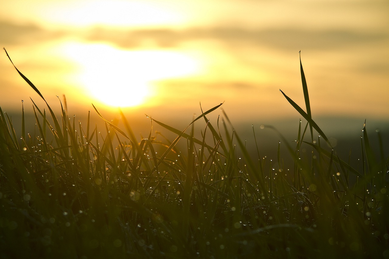 Grass, sunrise, sun — Unleashing the Power of Jupiter Swap for Crypto Traders