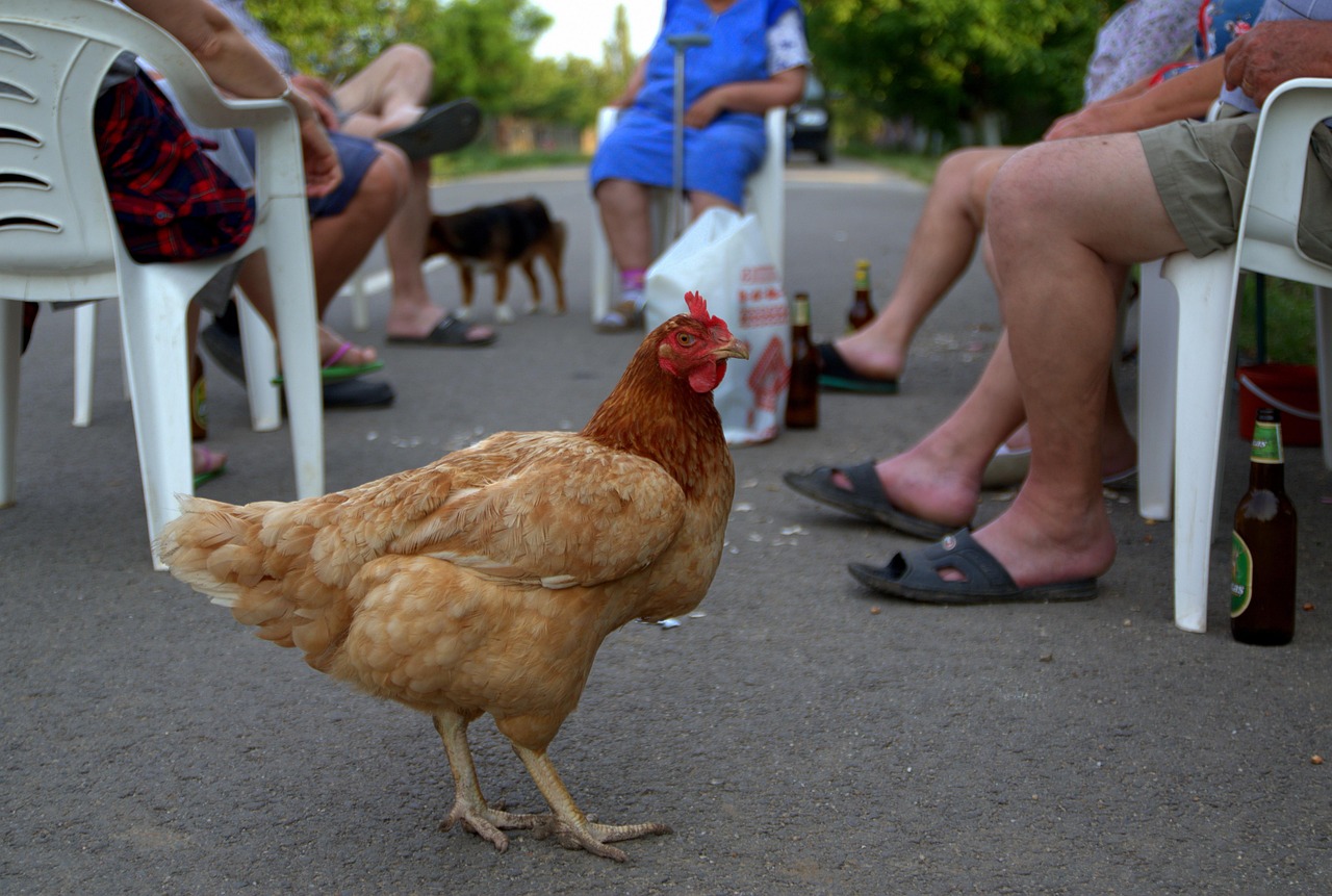 Hen, birds, village — View Pump Website provides consistent exposure