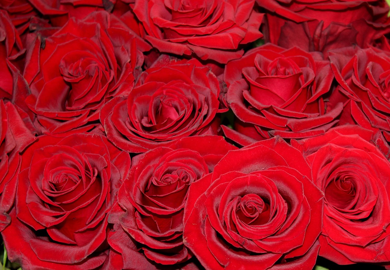 Red roses, roses, red — Why Pattaya Is a Top Spot for Shooting Enthusiasts